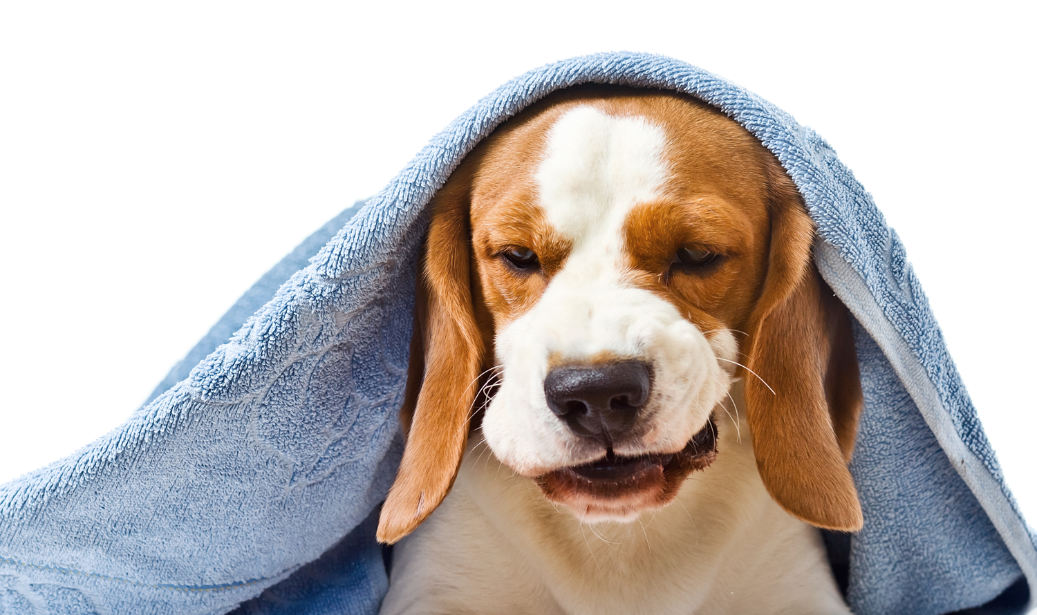 tosse-del-cane-cover