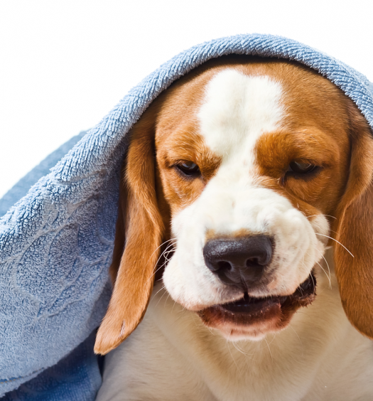 tosse-del-cane-cover