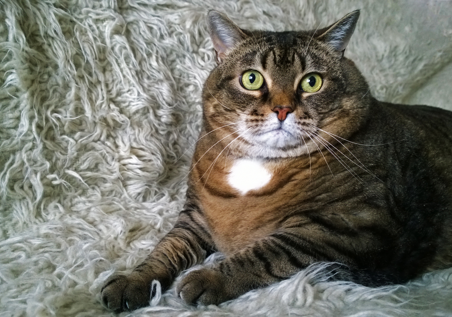 diabete_mellito_gatto