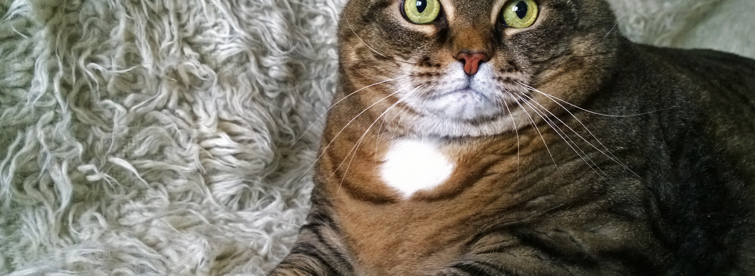 diabete_mellito_gatto