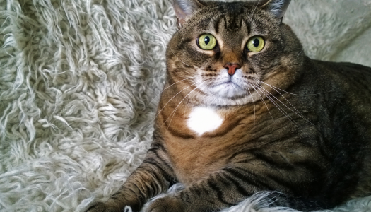 Il diabete mellito nel gatto