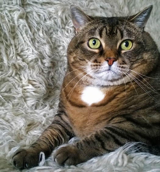 diabete_mellito_gatto