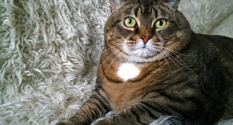 diabete_mellito_gatto