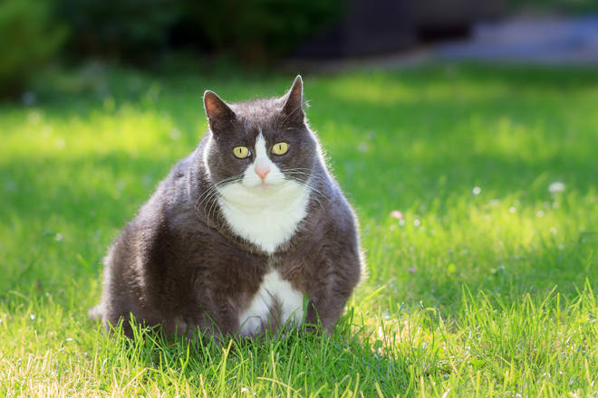 diabete mellito gatto fattori rischio