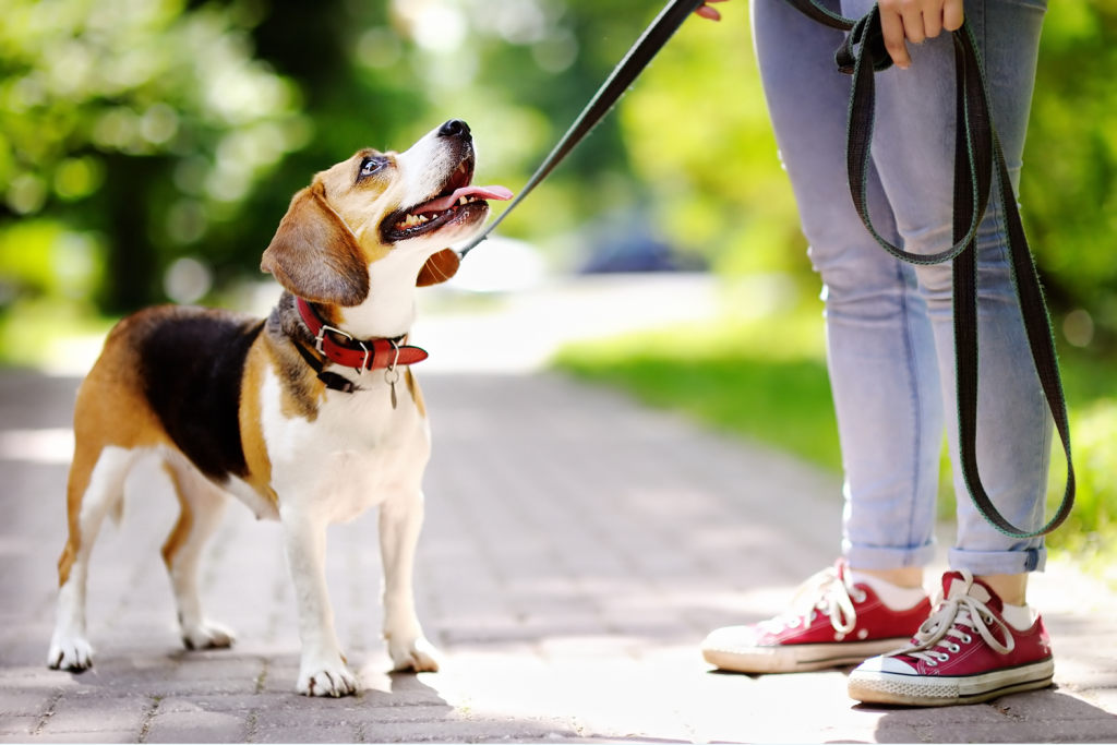 passeggiare con il cane in città